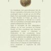 La première constitution écrite au monde : un document fondamental de l'époque du Prophète - Muhammad Hamidullah - Héritage